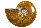 Polished Ammonite (Cleoniceras) Fossil - Madagascar #339215-1